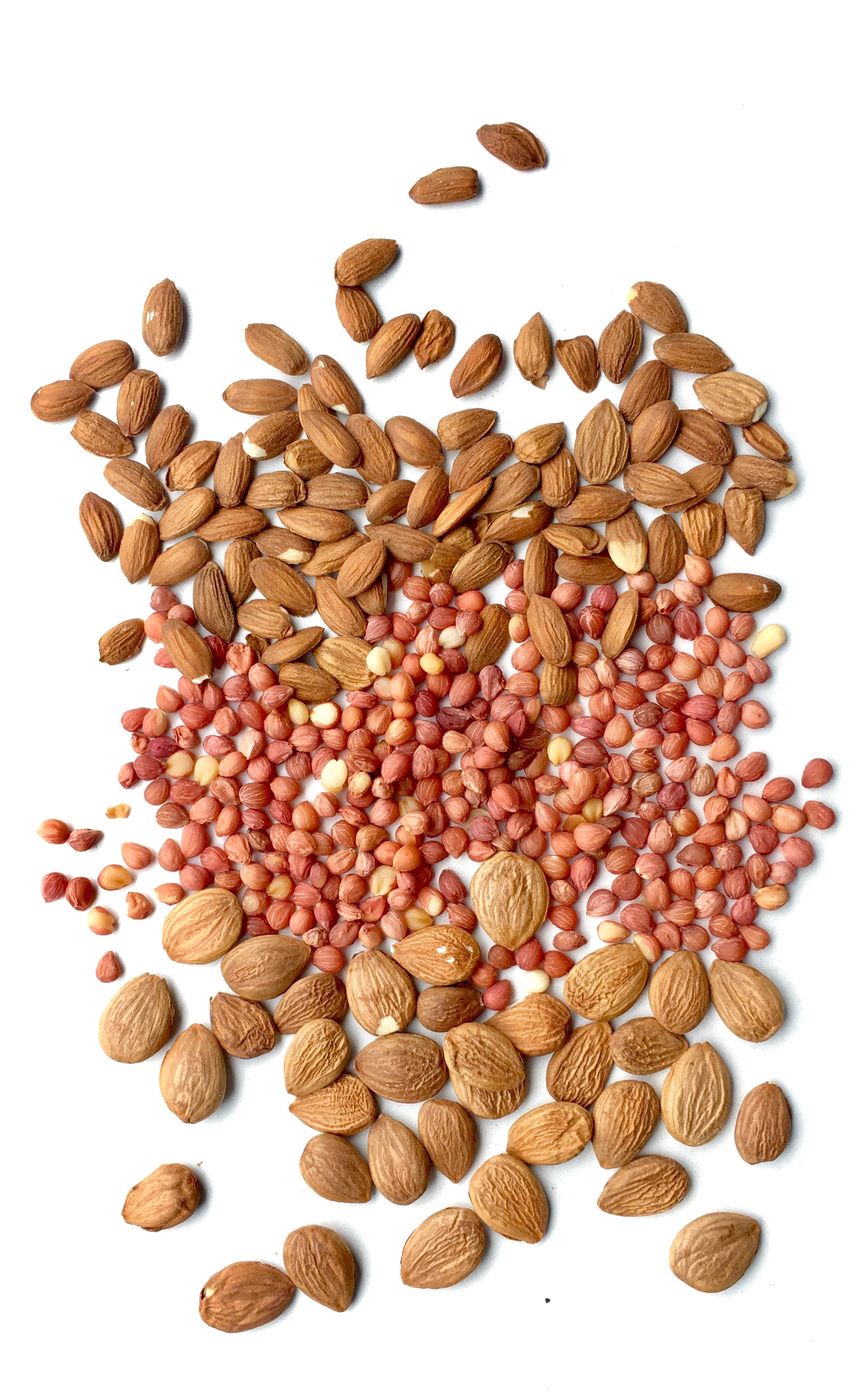 Apricot Seeds, Cherry Seeds, Plum Seeds