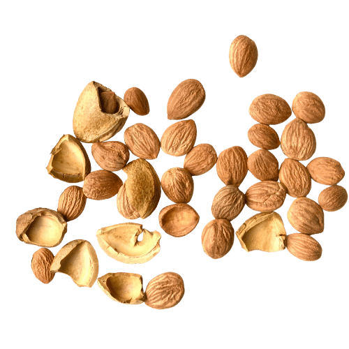 Apricot Kernels (c) Kern Tec
