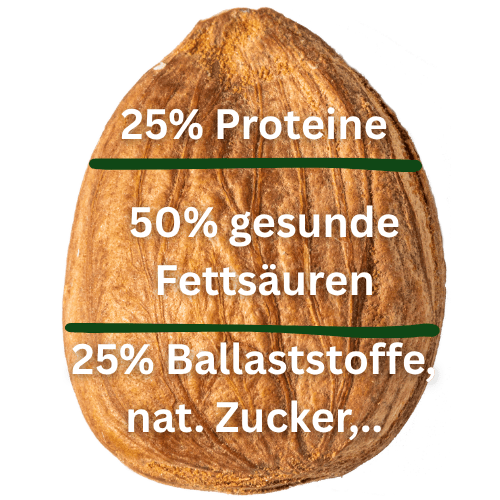 Aprikosenkern Kern Tec